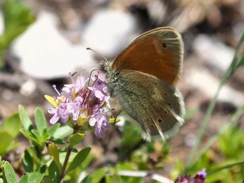 un p di specie montane, fra Lazio e Umbria